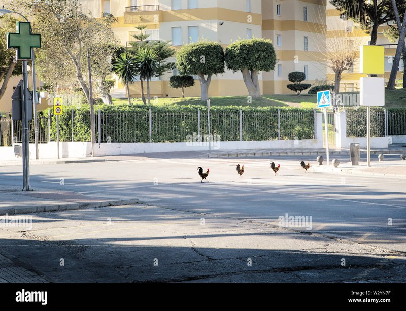 Descubre las emocionantes características del juego de casino Chicken Road en, chicken road online