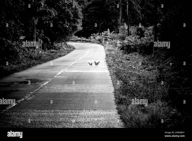 Descubre el Misterio detrás del Juego de la Carretera del Pollo en España