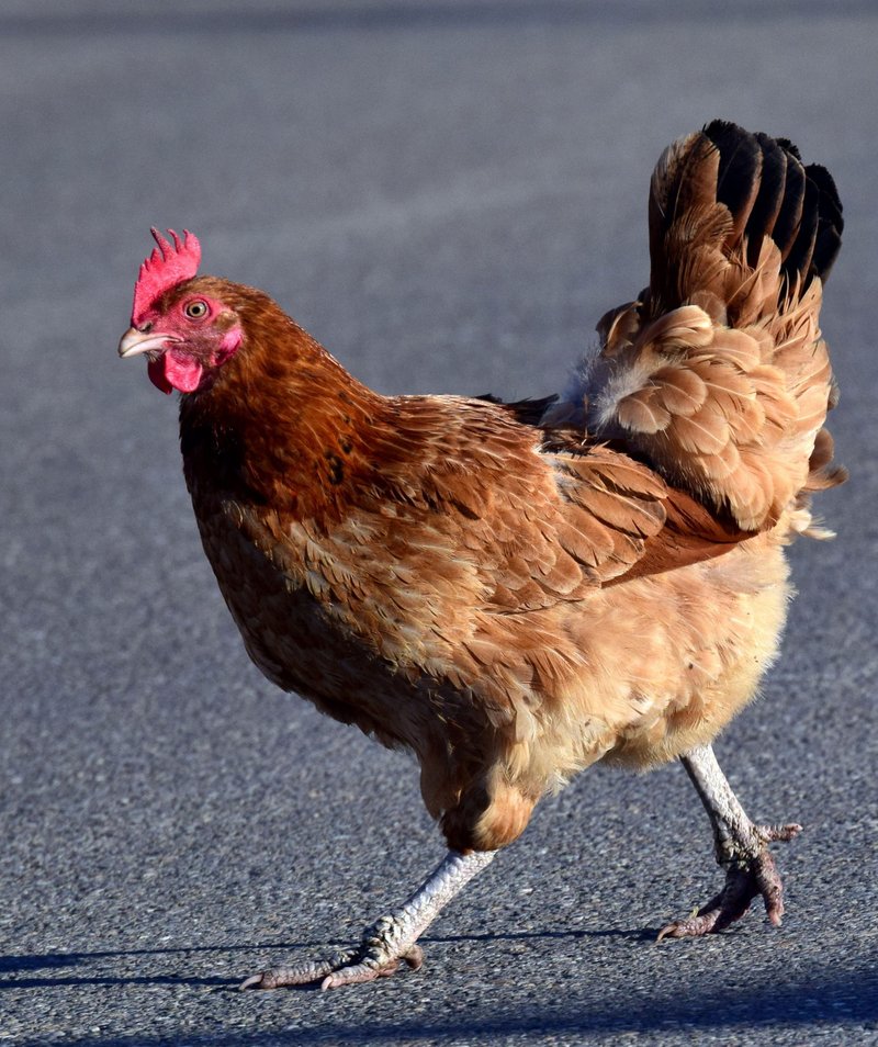 Best chicken road oficial in Spain